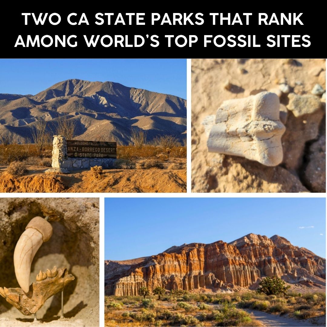 Two California State Parks That Rank Among the World’s Top Fossil Sites